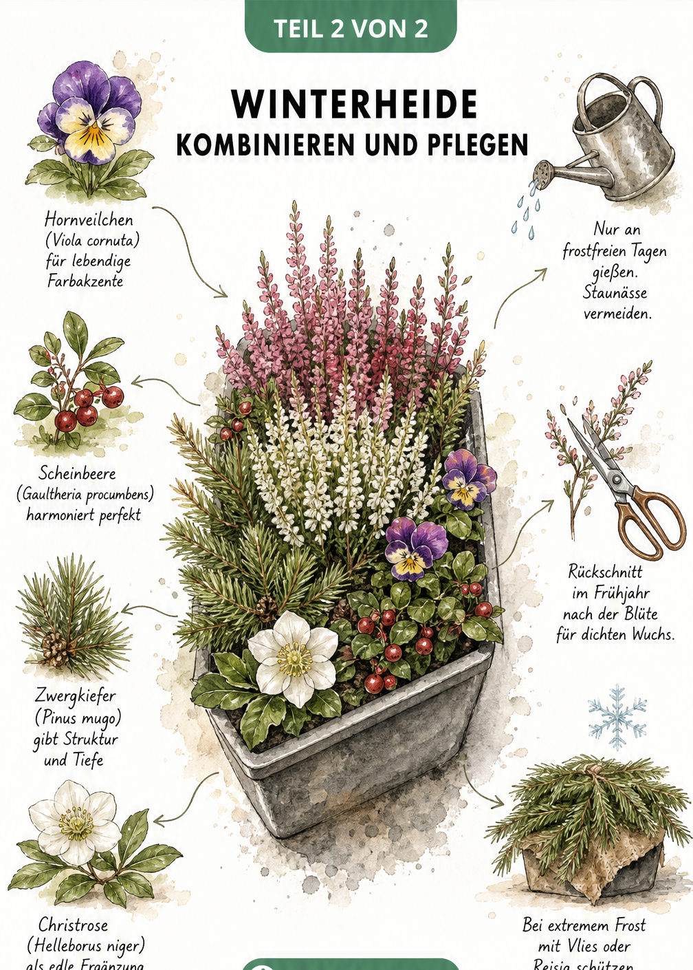 Illustration eines Balkonkastens mit Winterheide und passenden Begleitpflanzen wie Hornveilchen und Scheinbeere sowie Pflegetipps.