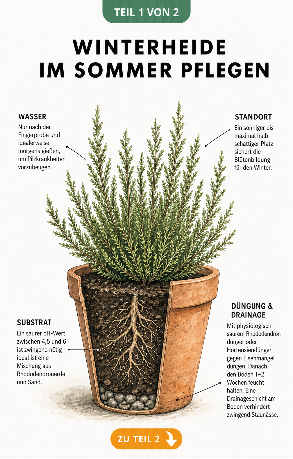 Botanische Illustration einer Winterheide im Terrakotta-Topf mit Hinweisen zu Bewässerung, Standort, Substrat und Düngung
