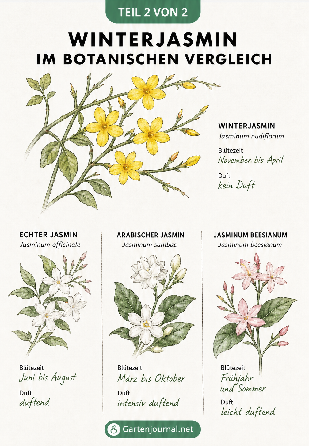 Botanischer Vergleich von Winterjasmin mit gelben Blüten und Echter Jasmin, Arabischer Jasmin sowie Jasminum beesianum mit Angaben zu Blütezeit und Duft.