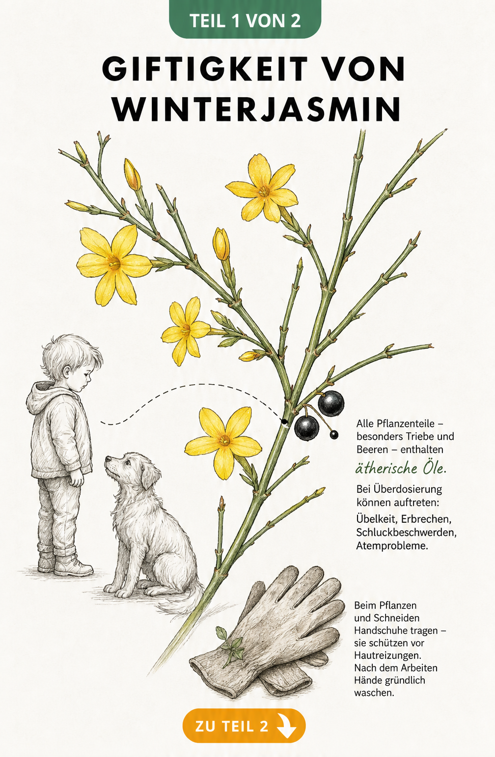 Botanische Zeichnung eines Winterjasmin-Zweigs mit gelben Blüten, schwarzen Beeren und Hinweisen zu giftigen Inhaltsstoffen sowie Schutzmaßnahmen mit...