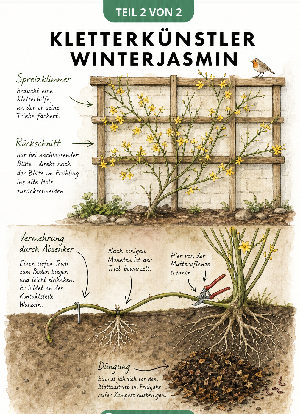 Gartenszene mit Winterjasmin am Spalier, Erklärung zum Rückschnitt und Vermehrung durch Absenker im Boden
