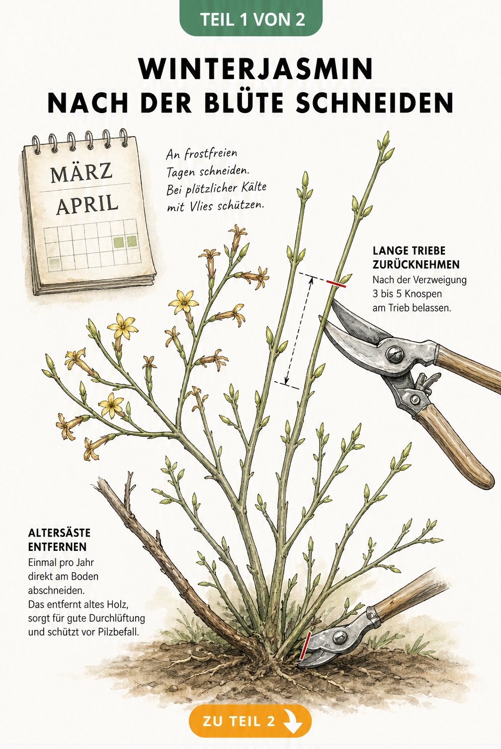 Botanische Illustration eines Winterjasmin-Zweigs mit Gartenschere, die den Rückschnitt nach der Blüte im März und April demonstriert.