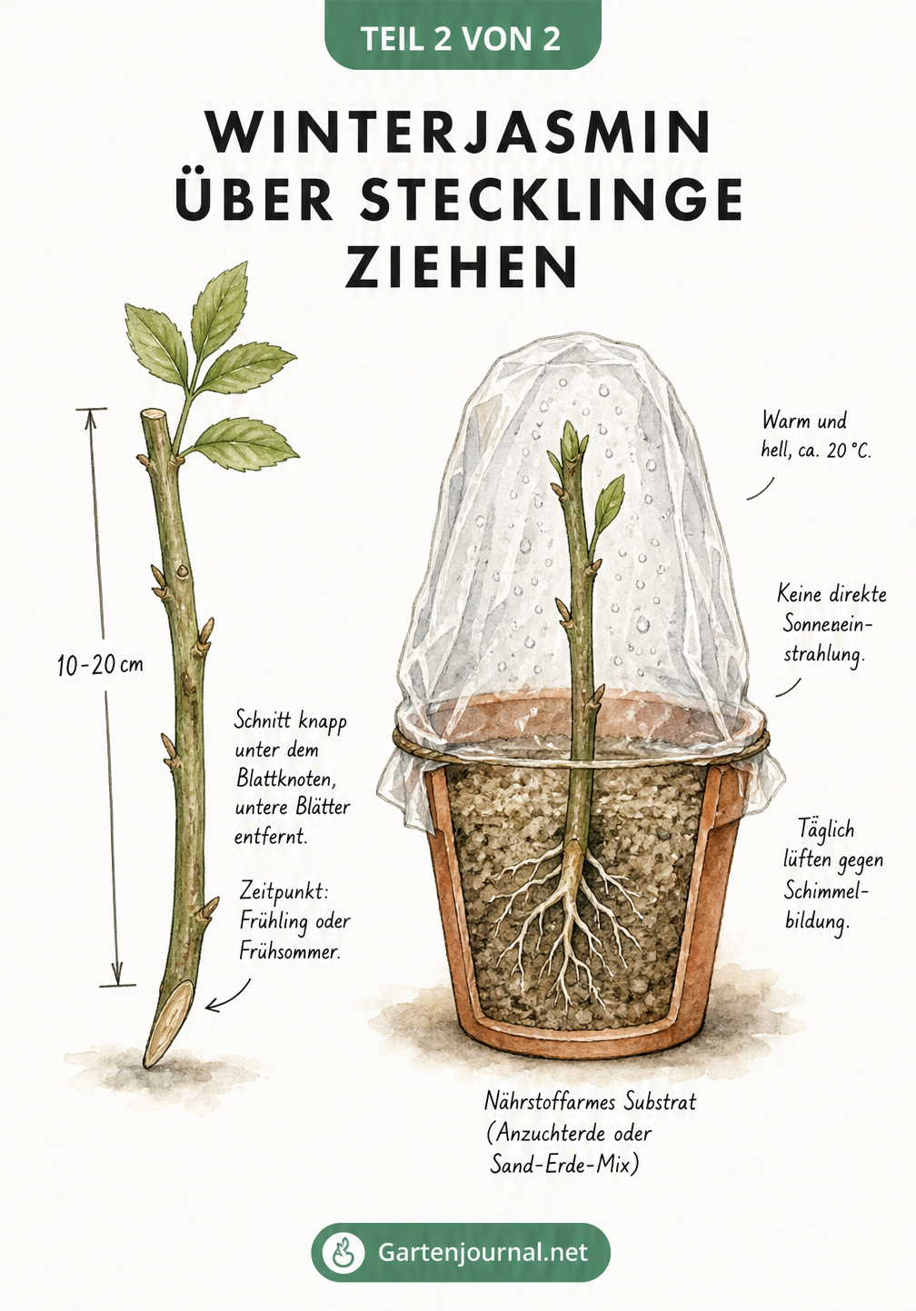 Illustration eines Winterjasmin-Stecklings und dessen Einpflanzung in einen Topf mit Anzuchterde