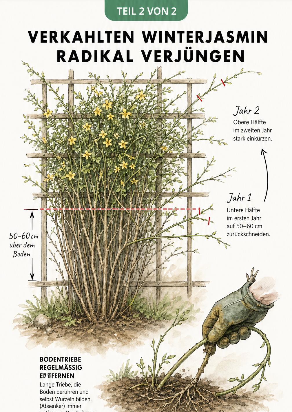 Gartenbau-Skizze eines verkahlten Winterjasmins am Spalier, die den radikalen Verjüngungsschnitt auf 50 bis 60 Zentimeter zeigt.