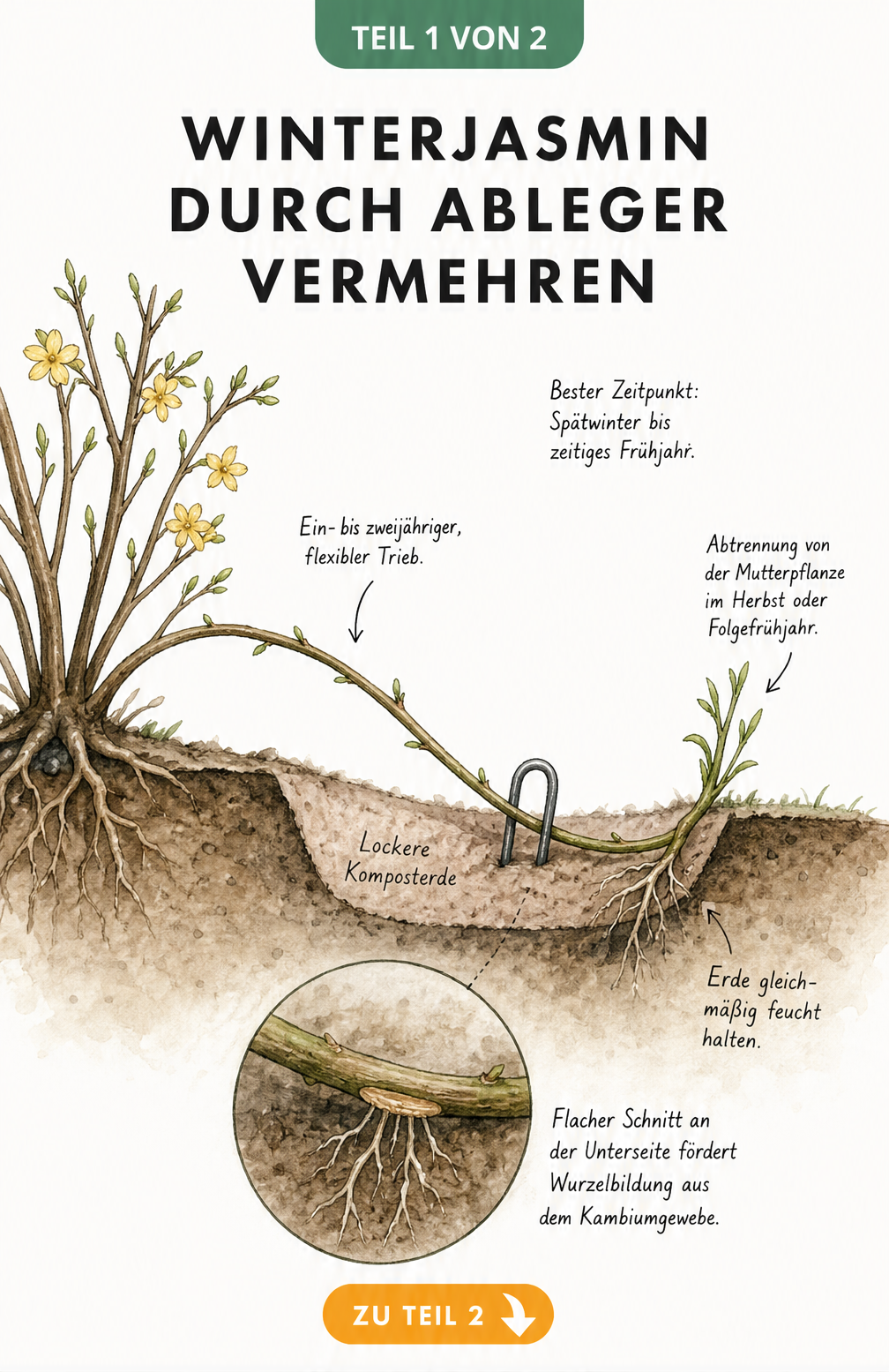 Botanische Querschnitt-Illustration zur Vermehrung von Winterjasmin durch Ableger im Boden