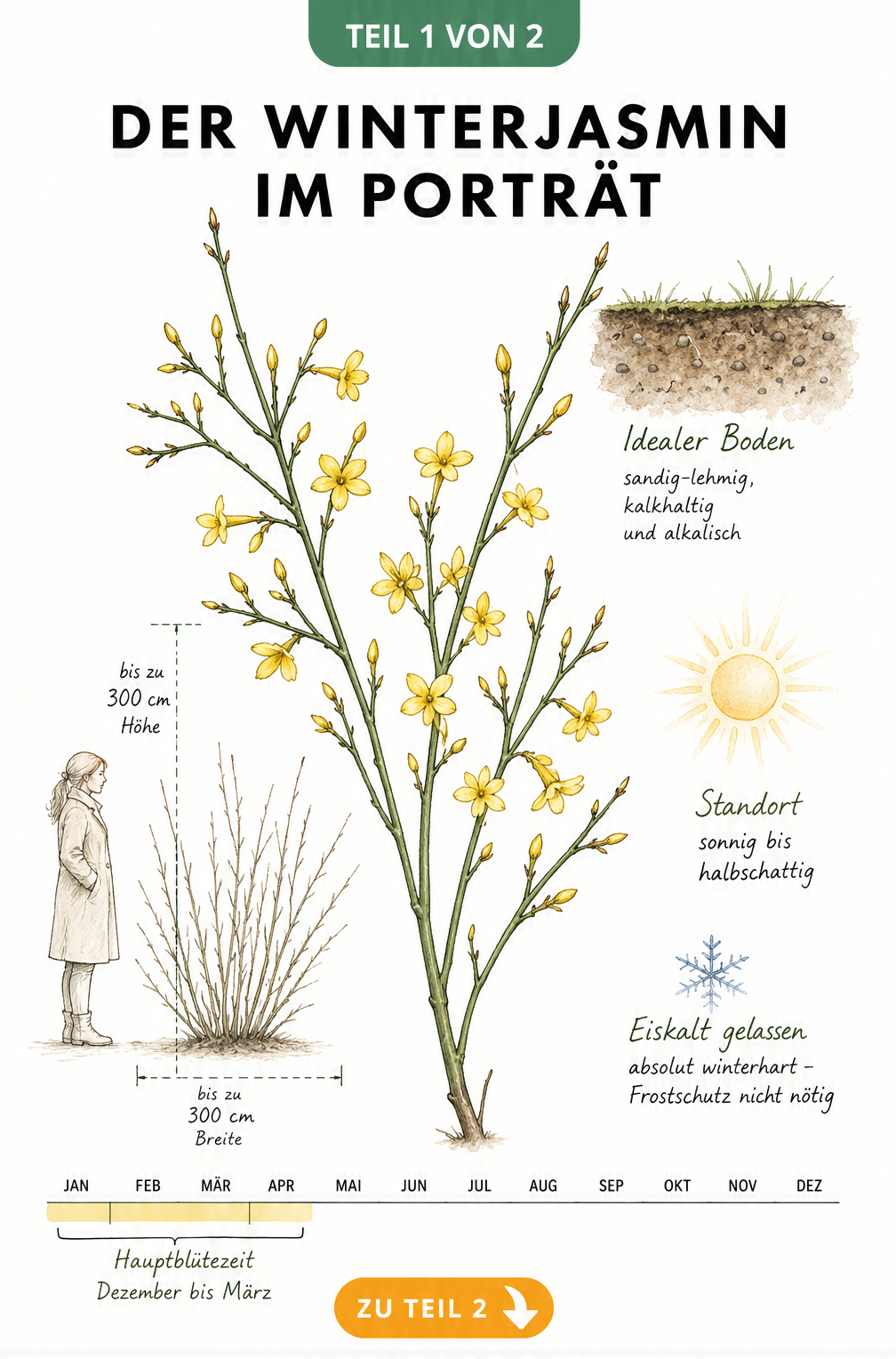 Botanische Illustration eines Winterjasmin-Zweiges mit gelben Blüten, Maßstabsfigur für Wuchshöhe und Zeitstrahl der Blütezeit