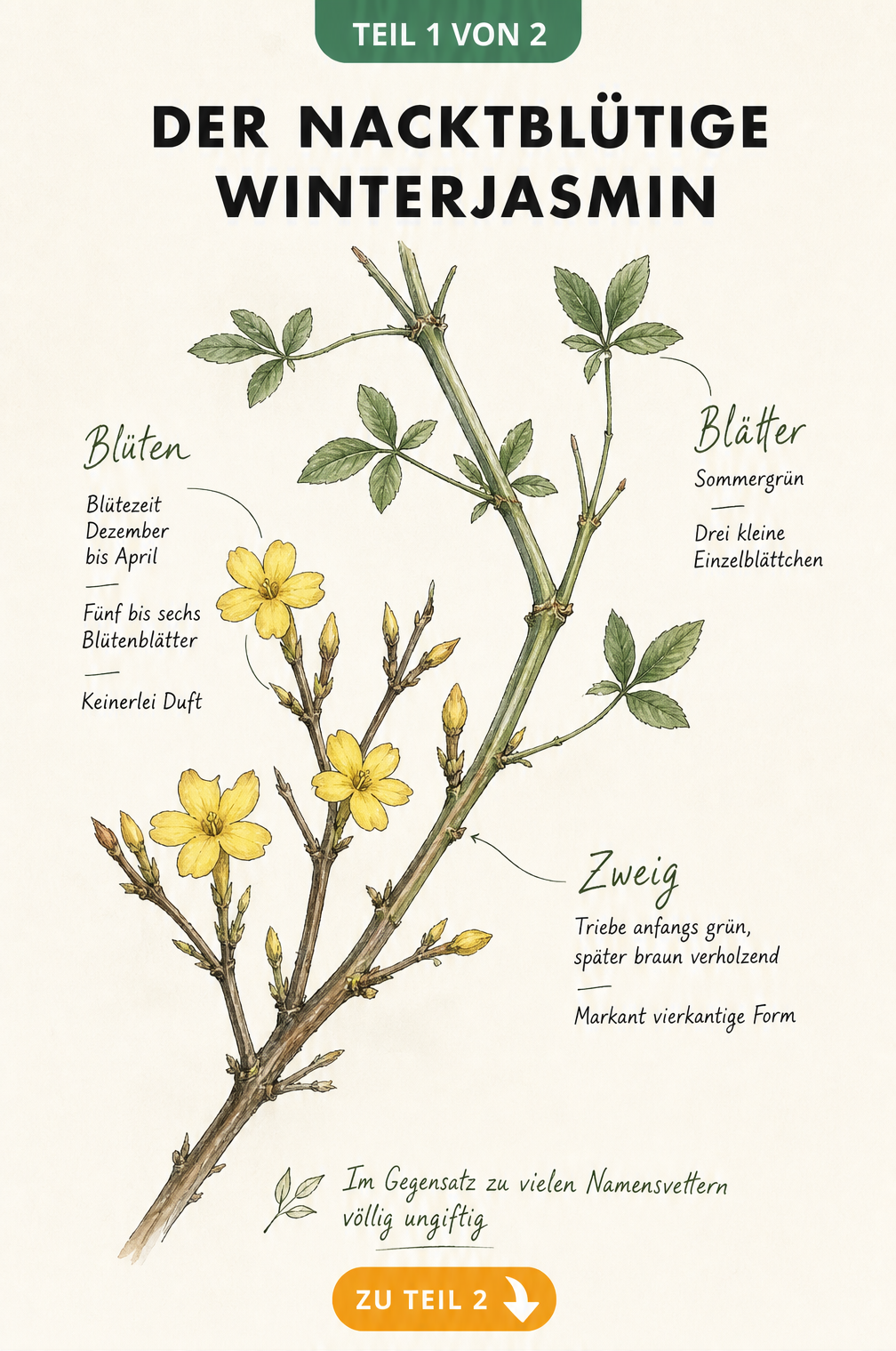 Botanische Zeichnung eines Winterjasmin-Zweigs mit gelben Blüten im Winter und grünen Blättern im Sommer
