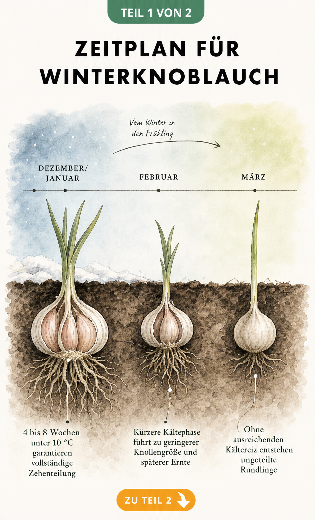 Illustration des Wachstums von Winterknoblauch von Dezember bis März mit Temperaturverlauf und Wurzelentwicklung