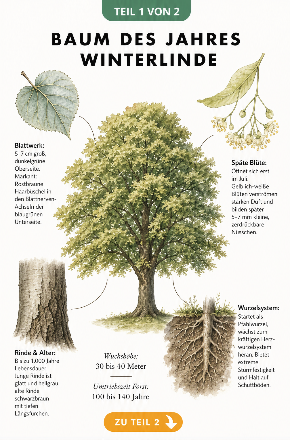 Botanische Illustration der Winterlinde mit Details zu Blättern, Blüten, Rinde und Wurzeln