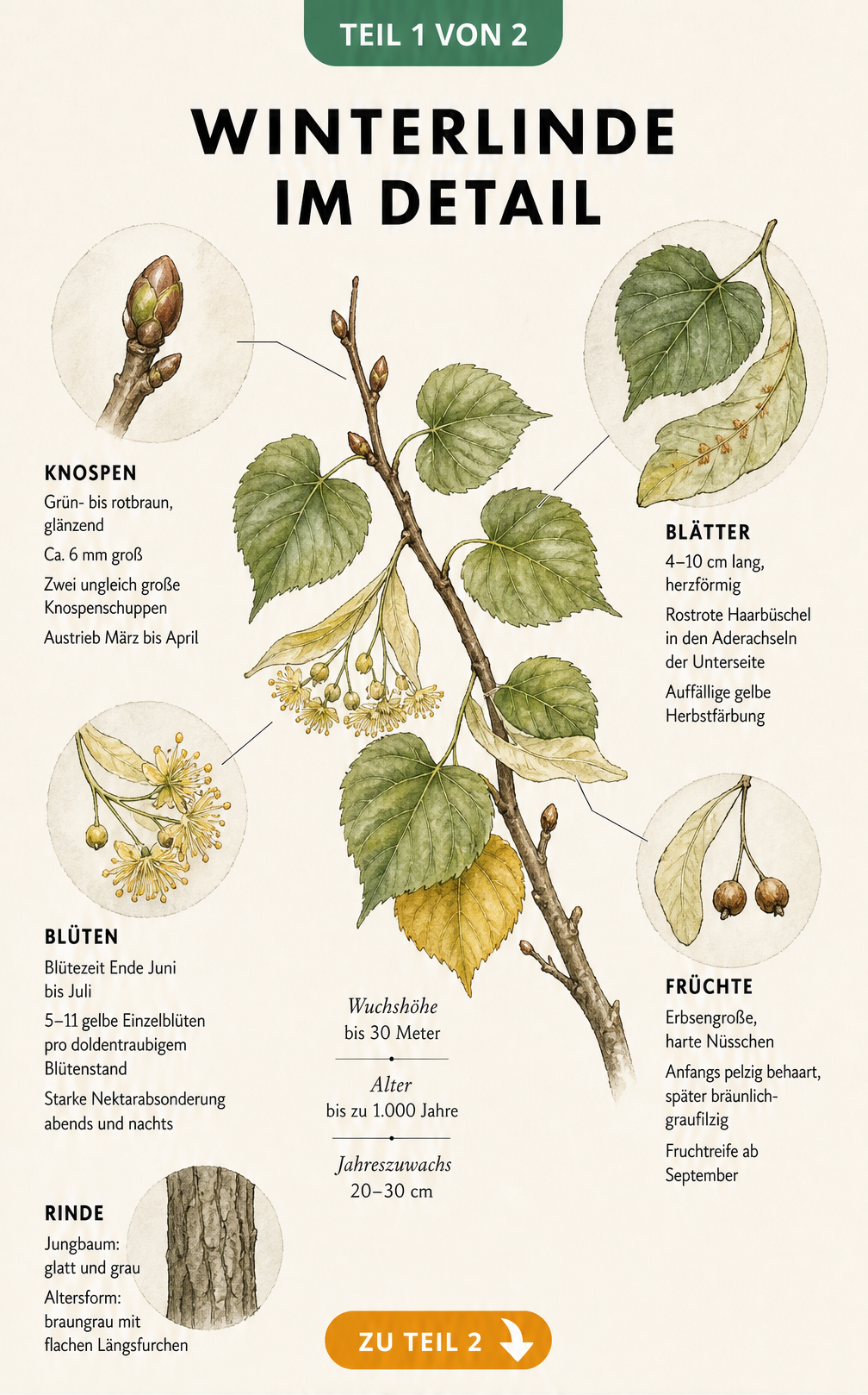 Botanische Illustration der Winterlinde mit Details zu Blättern, Knospen, Blüten, Früchten und Rinde
