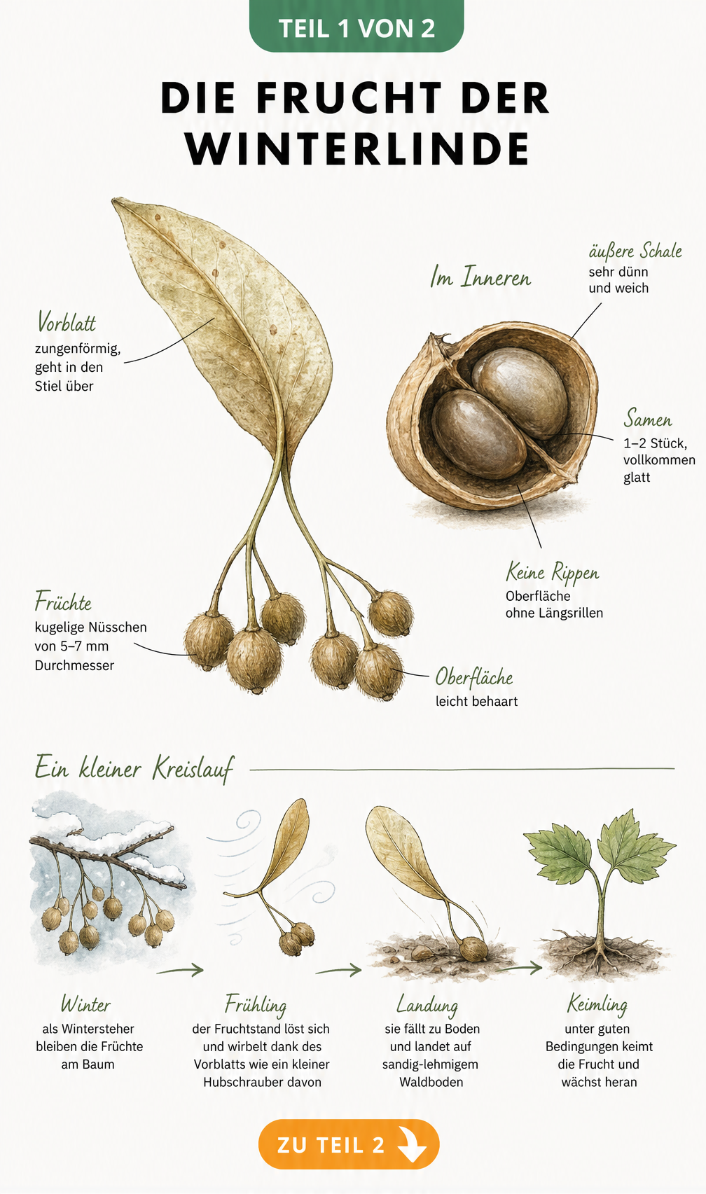 Botanische Illustration der Winterlinde-Frucht mit Querschnitt und Lebenszyklus