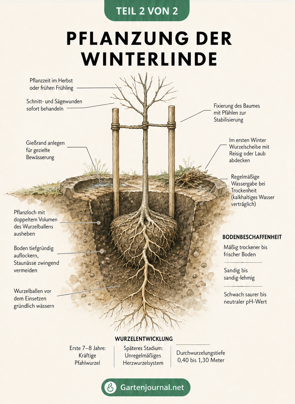 Querschnitt-Skizze zur Pflanzung einer Winterlinde mit Wurzelballen, Stützpfählen und Gießrand
