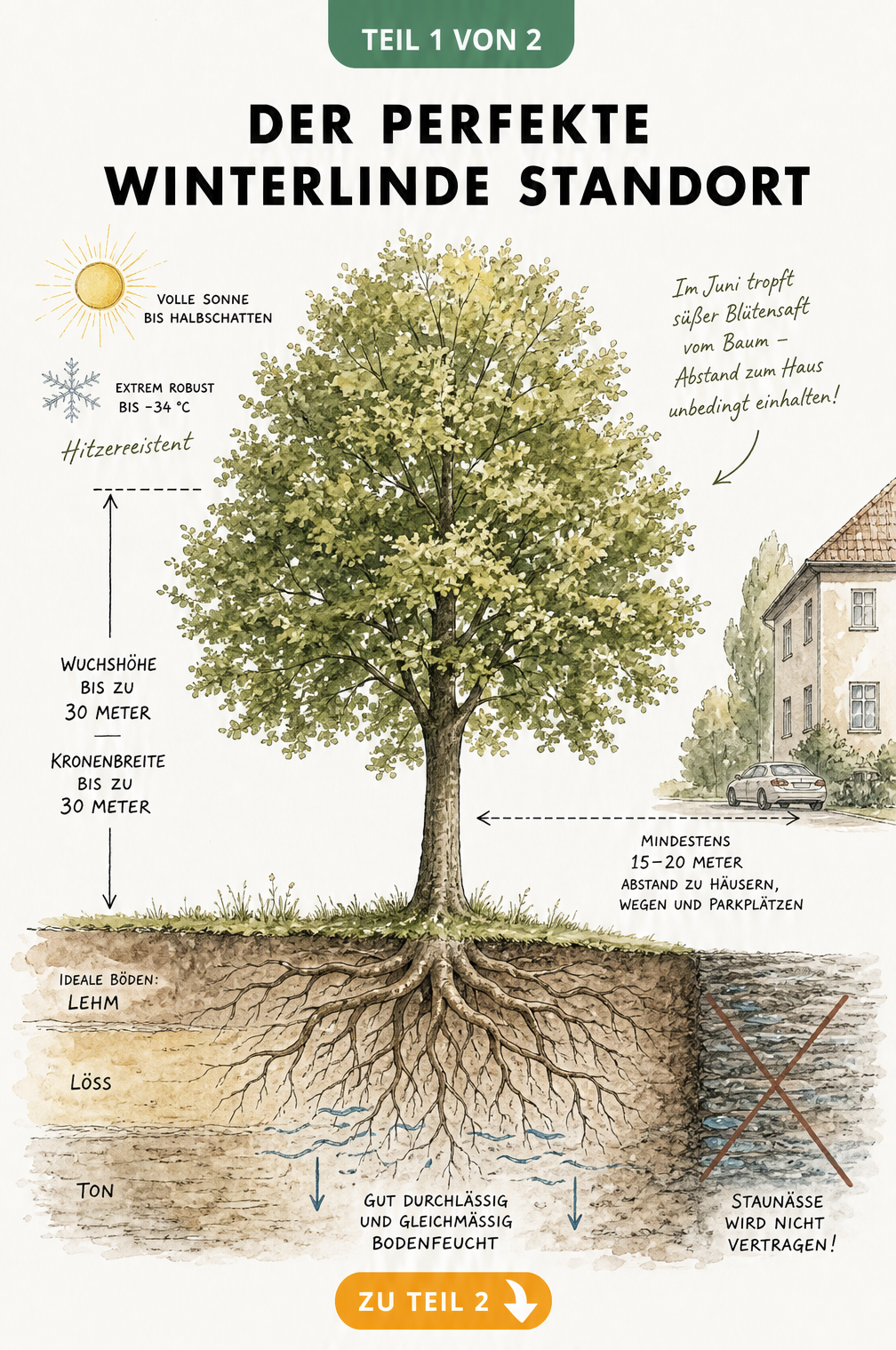 Botanische Schnittzeichnung einer Winterlinde mit Wurzelwerk, Bodenarten und Maßangaben zu Wuchshöhe und Abstand