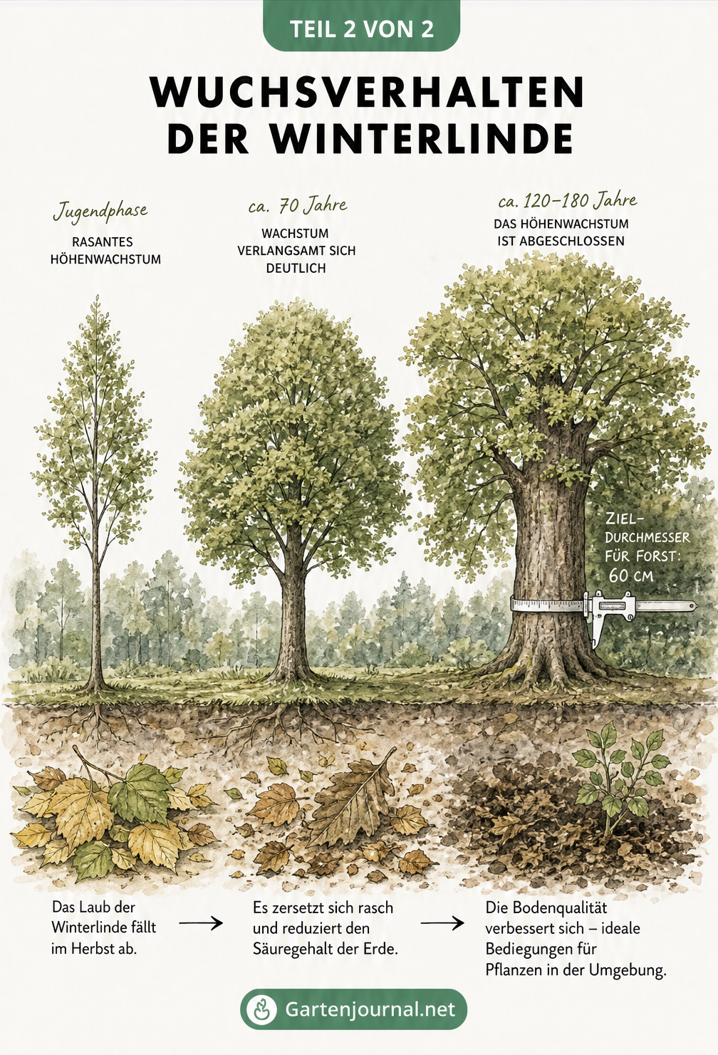 Aquarellierte Darstellung von drei Wachstumsstadien der Winterlinde mit Laub auf dem Waldboden