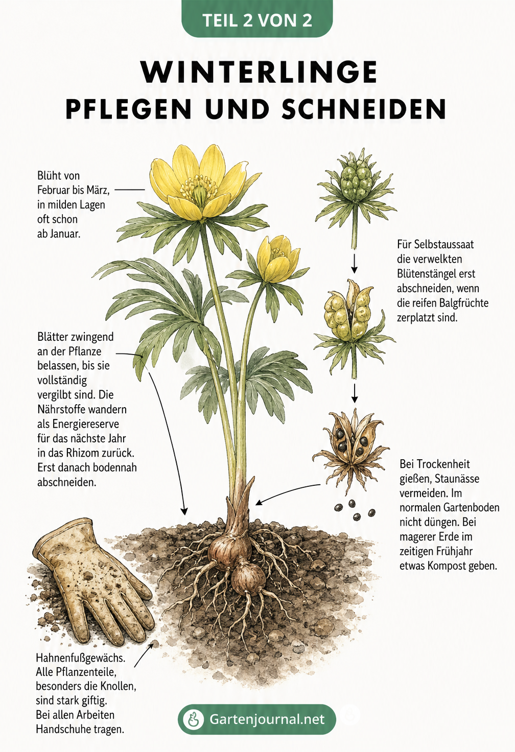 Botanische Zeichnung eines blühenden Winterlings mit Pflegehinweisen zu Blütezeit, Schnitt, Laubpflege und Giftigkeit.