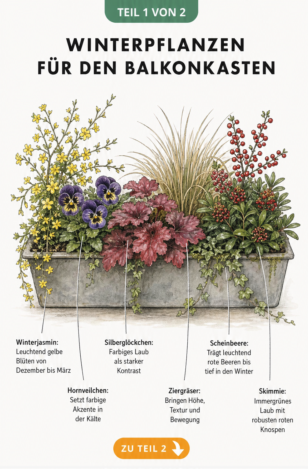 Illustration eines bepflanzten Balkonkastens im Winter mit Winterjasmin, Hornveilchen, Silberglöckchen, Ziergras, Scheinbeere und Skimmie