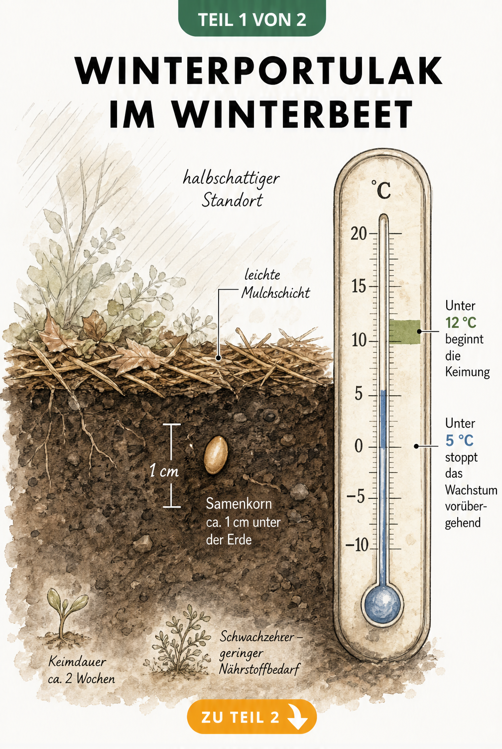 Handgezeichneter Querschnitt eines Gartenbeets mit Winterportulak-Samen, Thermometer und Hinweisen zu Keimtemperatur und Saattiefe