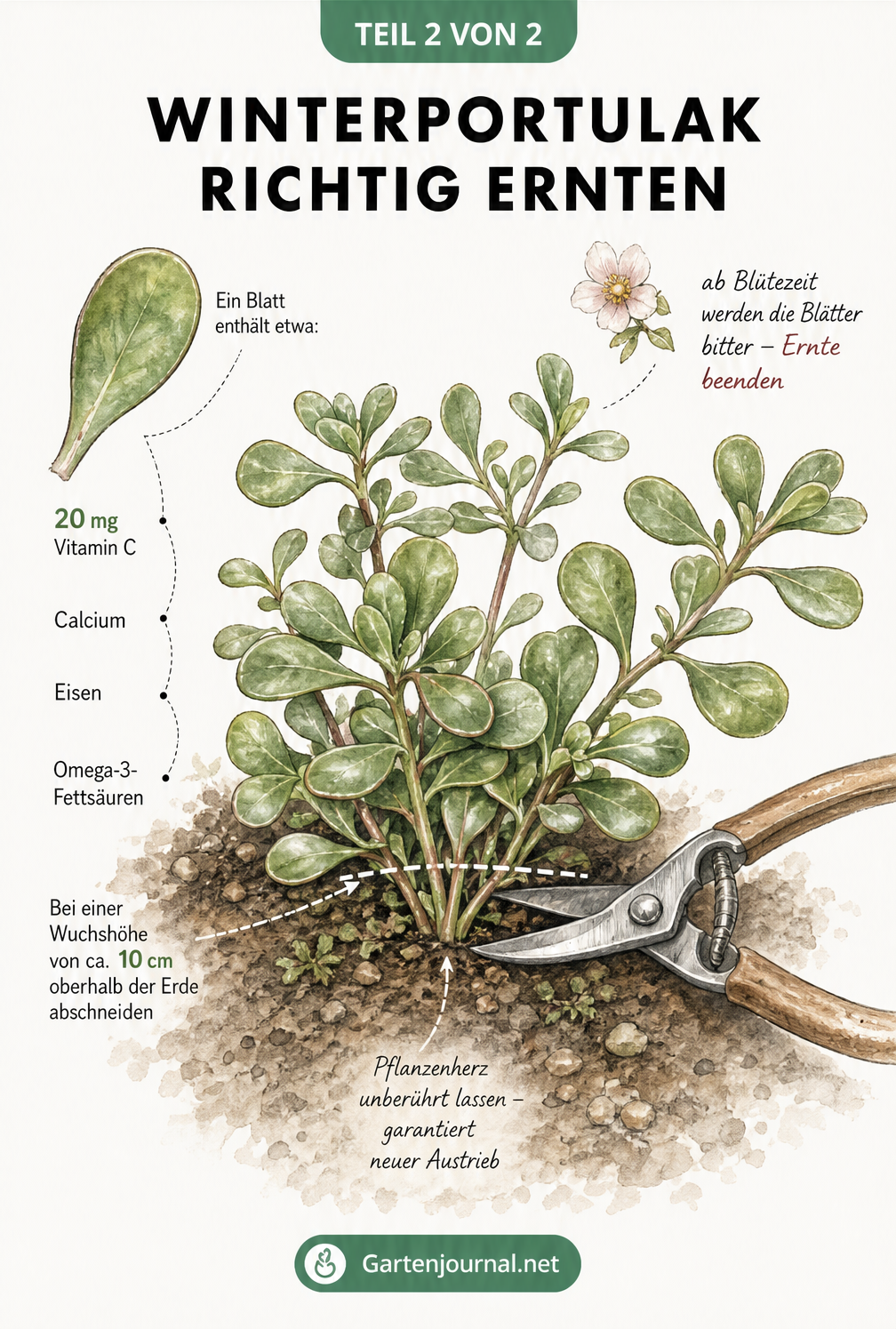 Botanische Aquarell-Illustration von Winterportulak mit Gartenschere, die den richtigen Schnitt über dem Pflanzenherz zeigt, sowie Nährstoffangaben