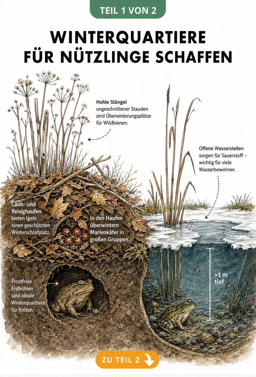 Querschnitt eines herbstlichen Gartenbeets mit Gartenteich, das Winterquartiere für Nützlinge wie Wildbienen, Igel, Marienkäfer und Kröten zeigt.