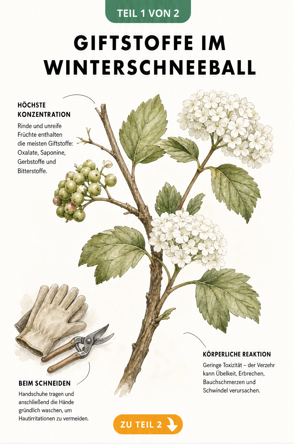 Botanische Illustration eines Winterschneeball-Zweiges mit Hinweisen auf giftige Pflanzenteile und Symptome