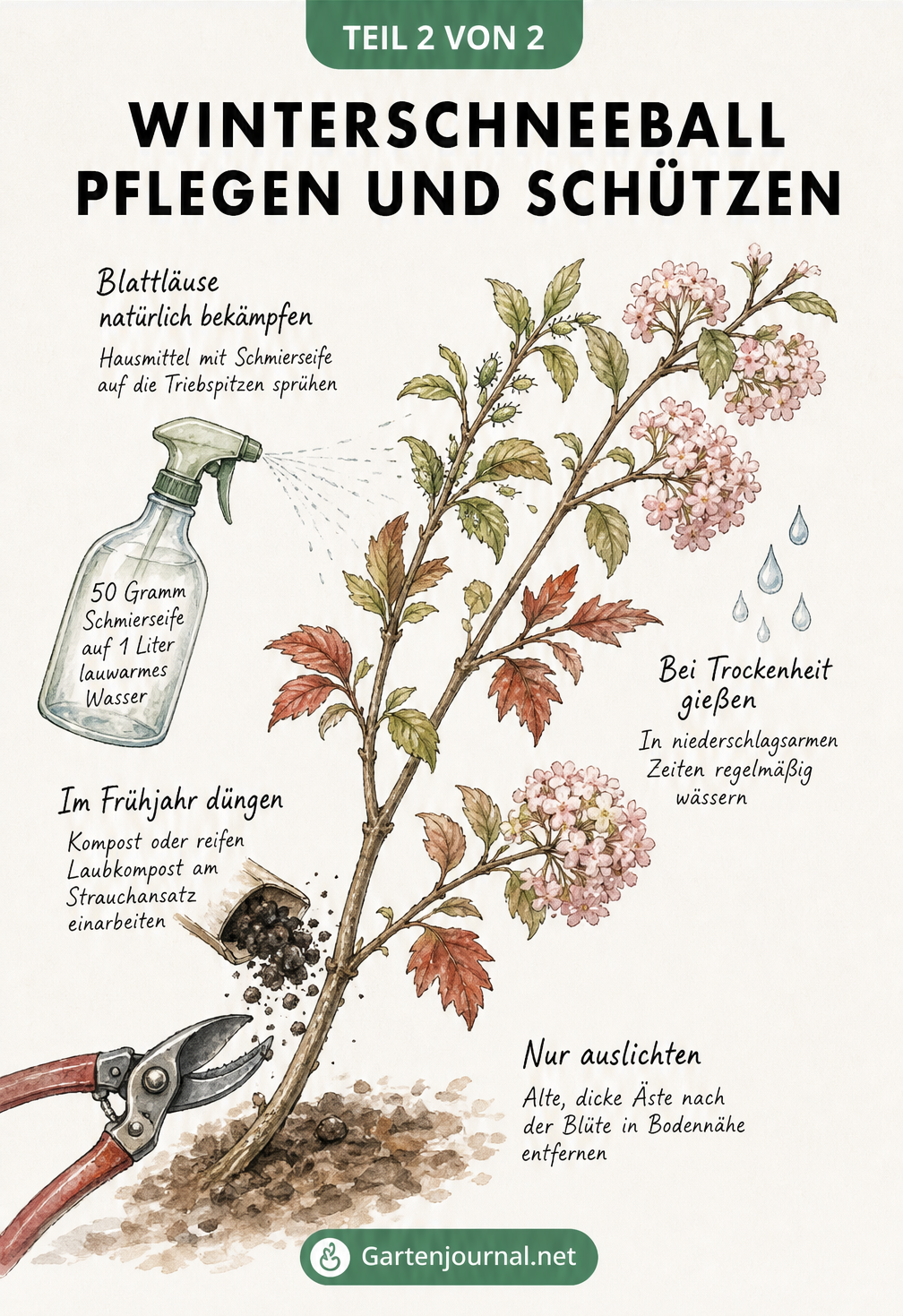 Botanische Illustration eines Winterschneeball-Zweigs mit Pflegetipps zu Rückschnitt, Düngung und Schädlingsbekämpfung