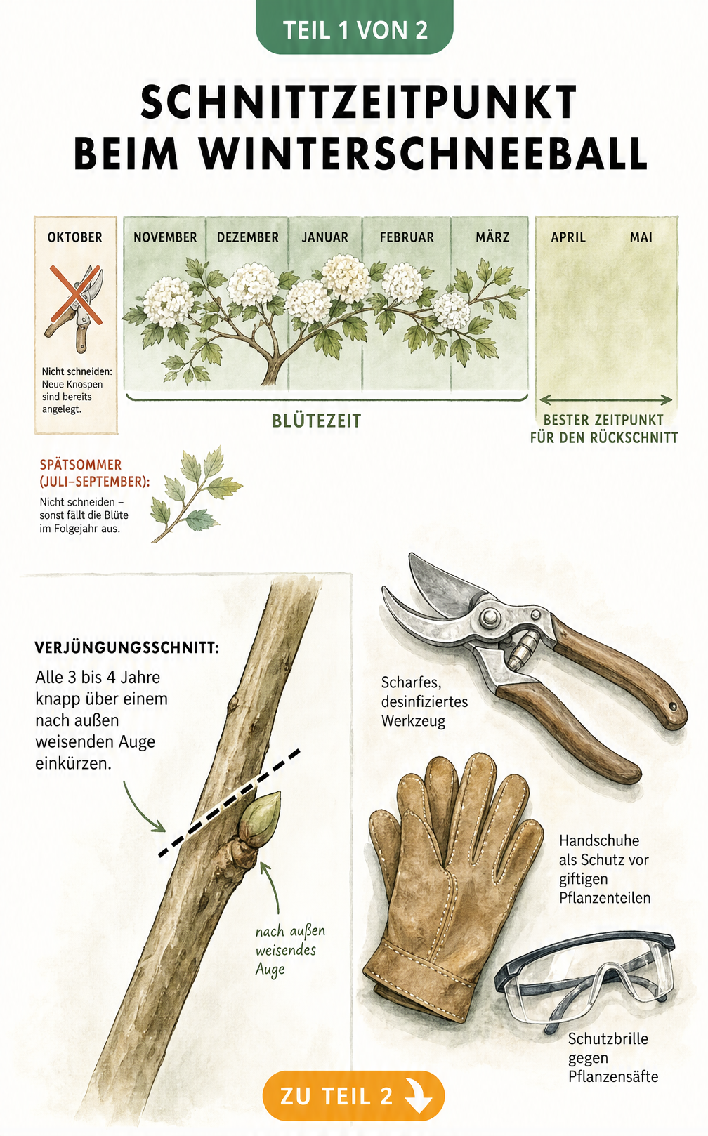Botanische Illustration zum Schnittzeitpunkt des Winterschneeballs mit Jahresverlauf und Detailzeichnung zum Verjüngungsschnitt