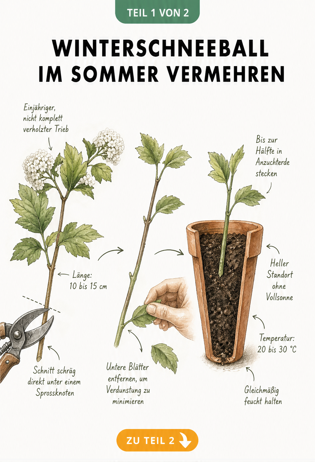Illustration eines Winterschneeball-Stecklings im Sommer mit Gartenschere und Terrakotta-Topf
