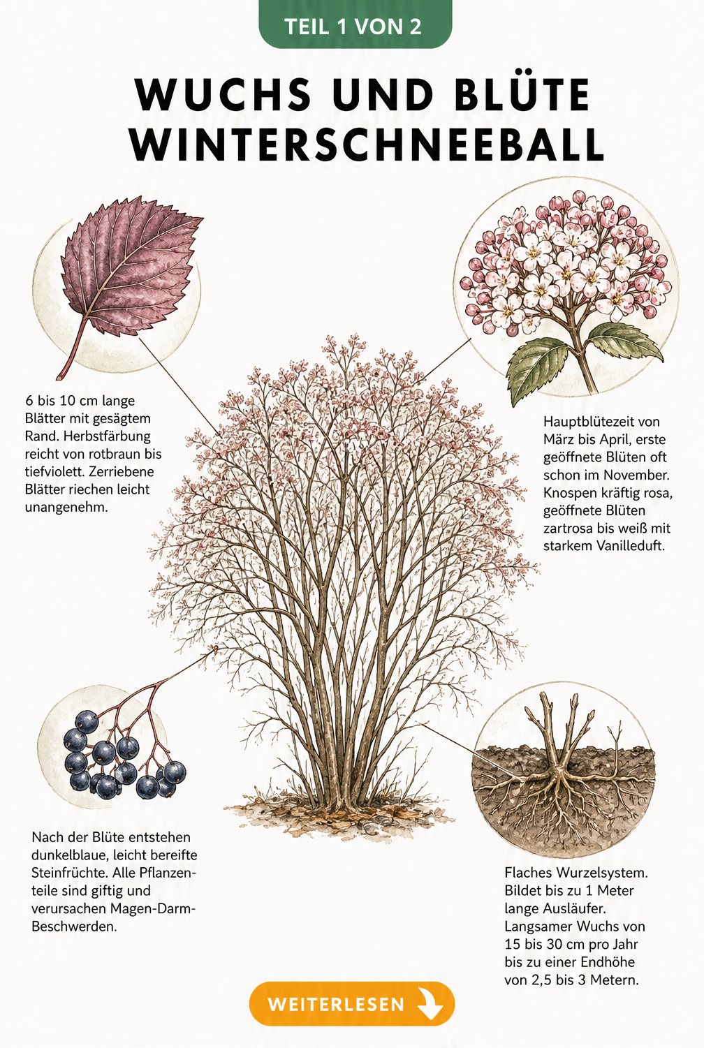 Botanische Illustration des Winterschneeballs mit Details zu Blüten, Blättern, Früchten und Wurzeln