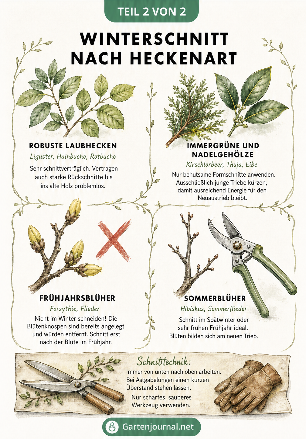 Botanische Illustration verschiedener Heckenarten und deren Schnittverträglichkeit im Winter