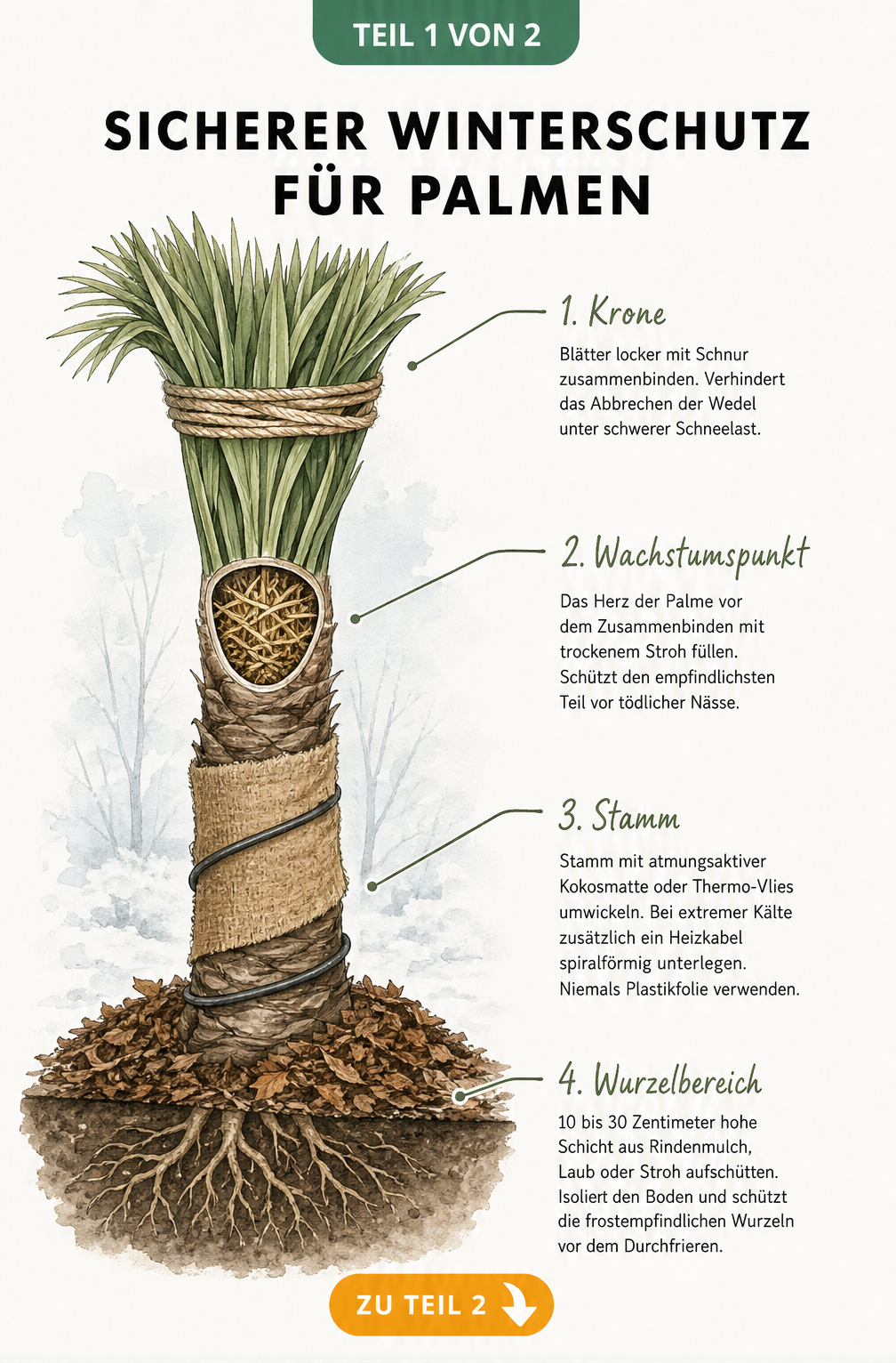 Illustration einer ausgepflanzten Palme mit Winterschutz: zusammengebundene Blätter, Stroh im Herz, umwickelter Stamm und Mulchschicht am Boden.