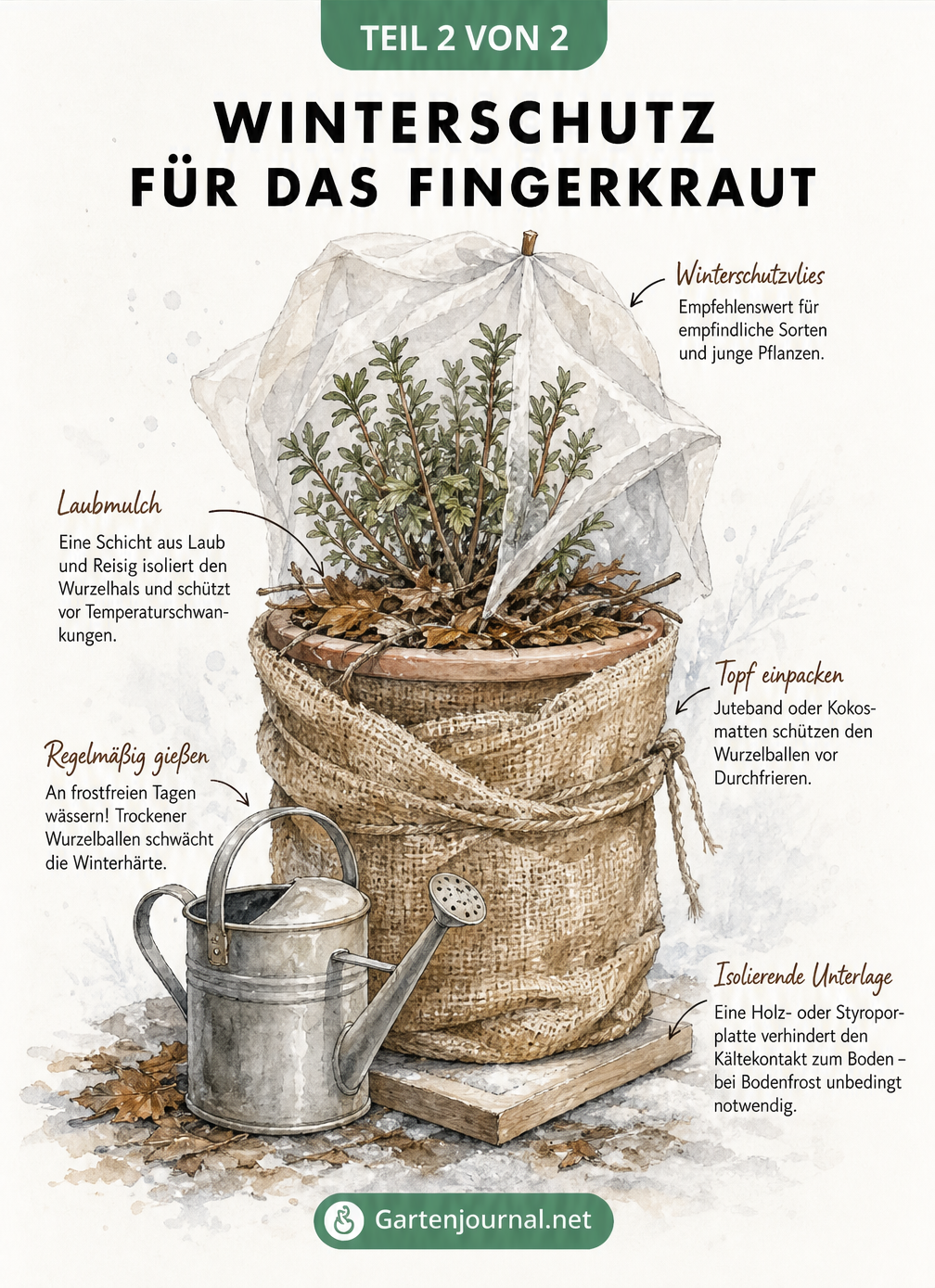 Illustration eines Fingerkrauts im Pflanzkübel mit Winterschutz-Maßnahmen wie Mulchschicht, Jutebahn, isolierender Unterlage und Winterschutzvlies.
