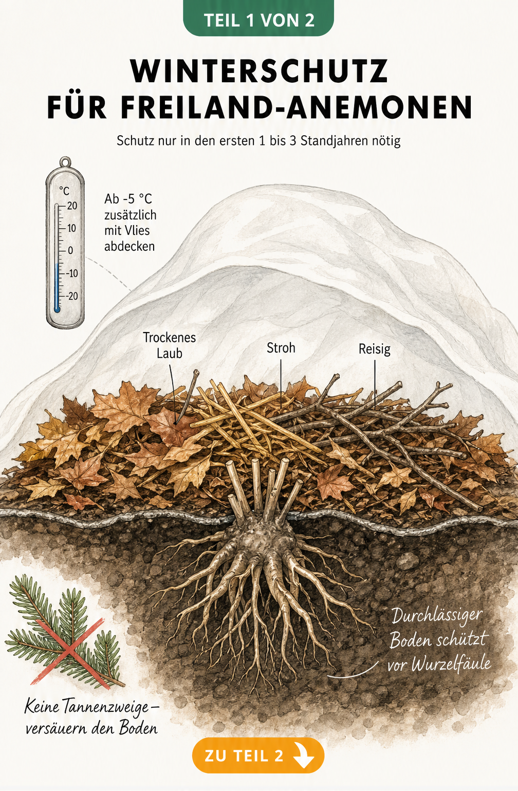 Botanische Schnittzeichnung eines Gartenbeets im Herbst, die den Winterschutz für Freiland-Anemonen mit Laub, Stroh und Reisig zeigt.
