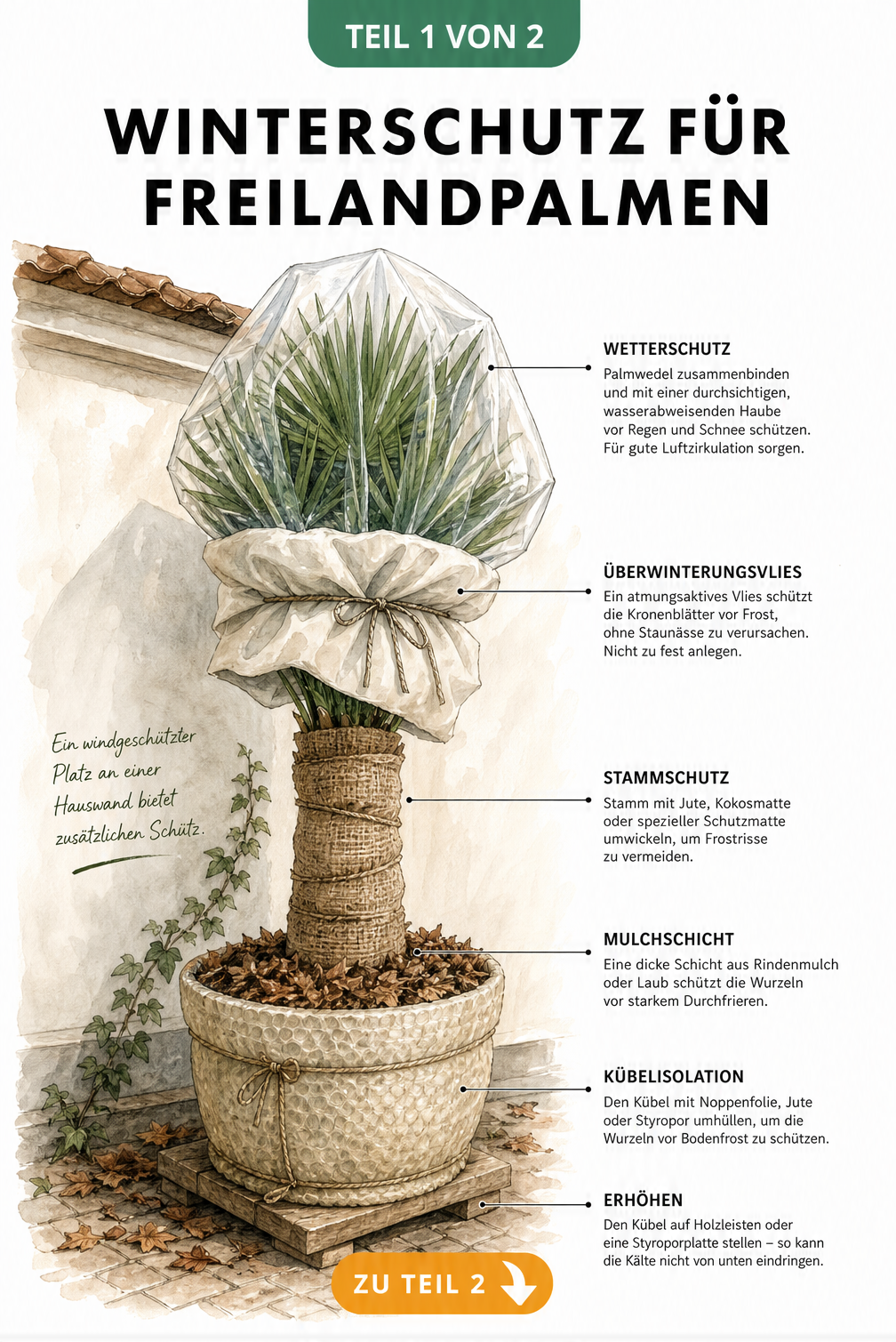 Illustration einer Palme im Pflanzkübel mit Winterschutz, inklusive Haube, Vlies und isoliertem Kübel