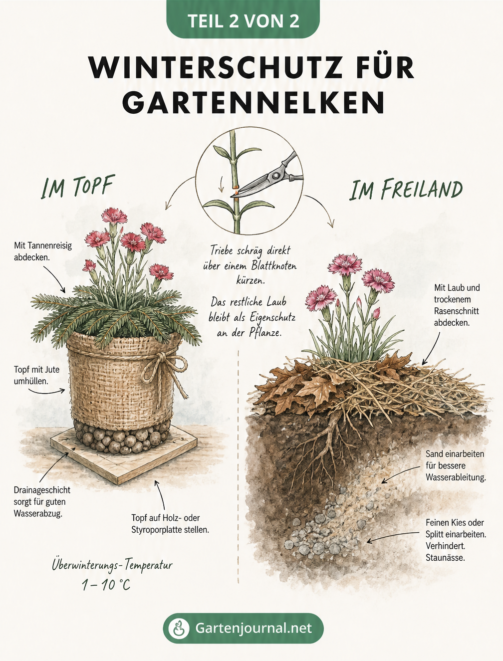Querschnitt-Zeichnung zum Winterschutz von Gartennelken im Topf und Freilandbeet, inklusive Drainage, Abdeckung und richtigem Rückschnitt.