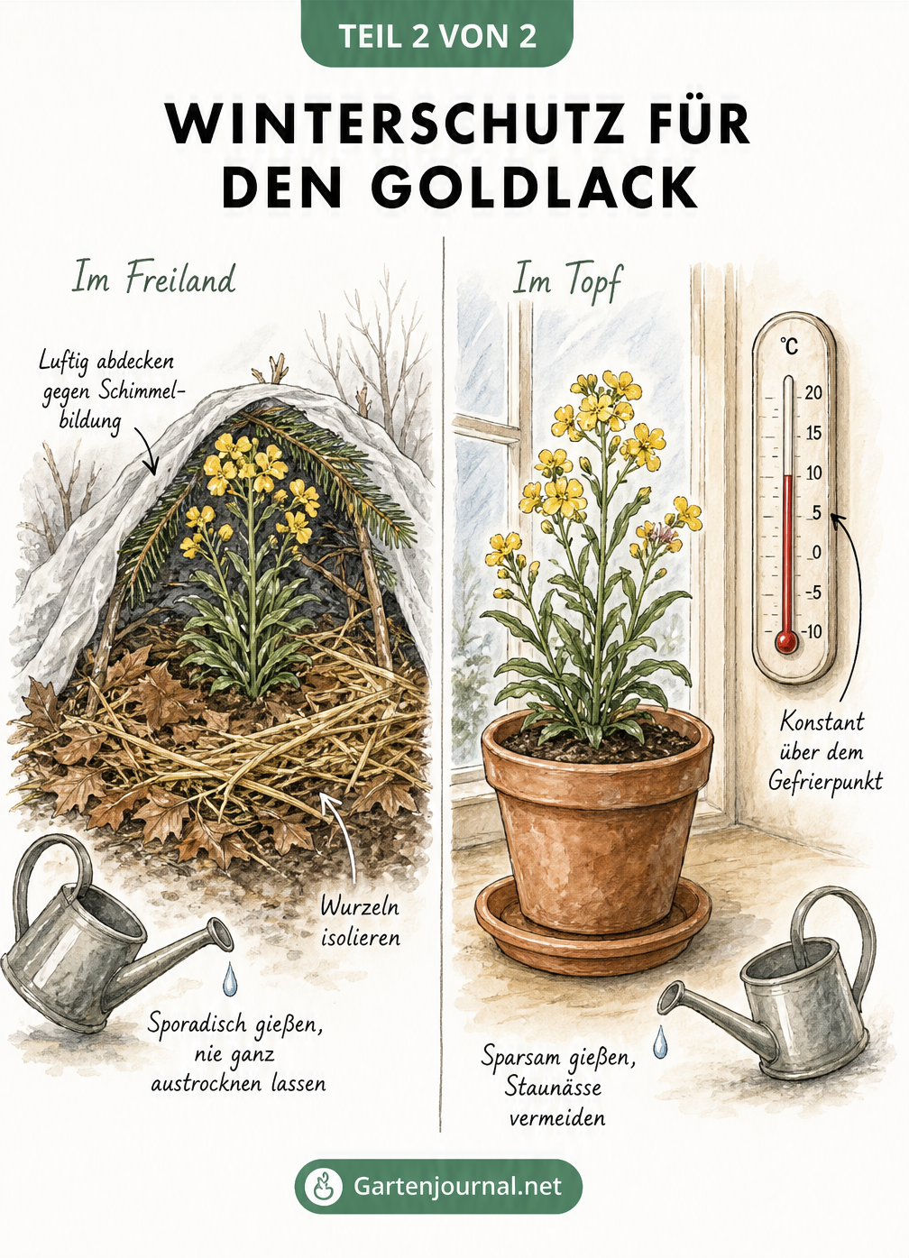 Zweigeteilte Illustration zum Winterschutz von Goldlack im Freiland und im Topf