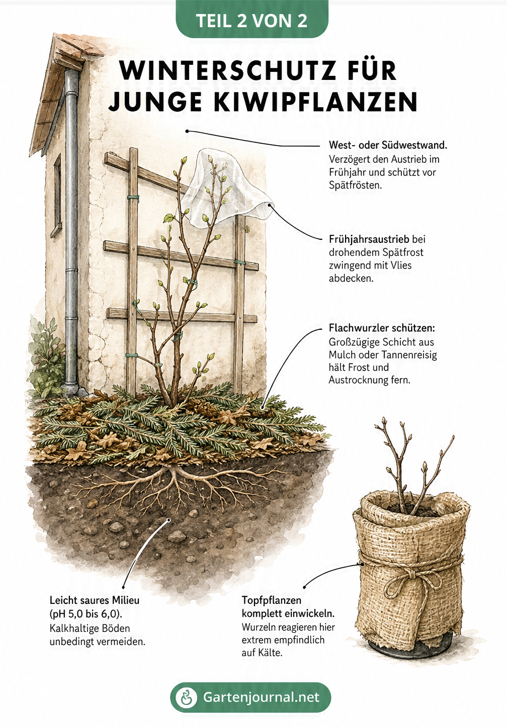 Querschnitt einer Hauswand mit junger Kiwipflanze, die Winterschutz durch Vlies und Mulch erhält