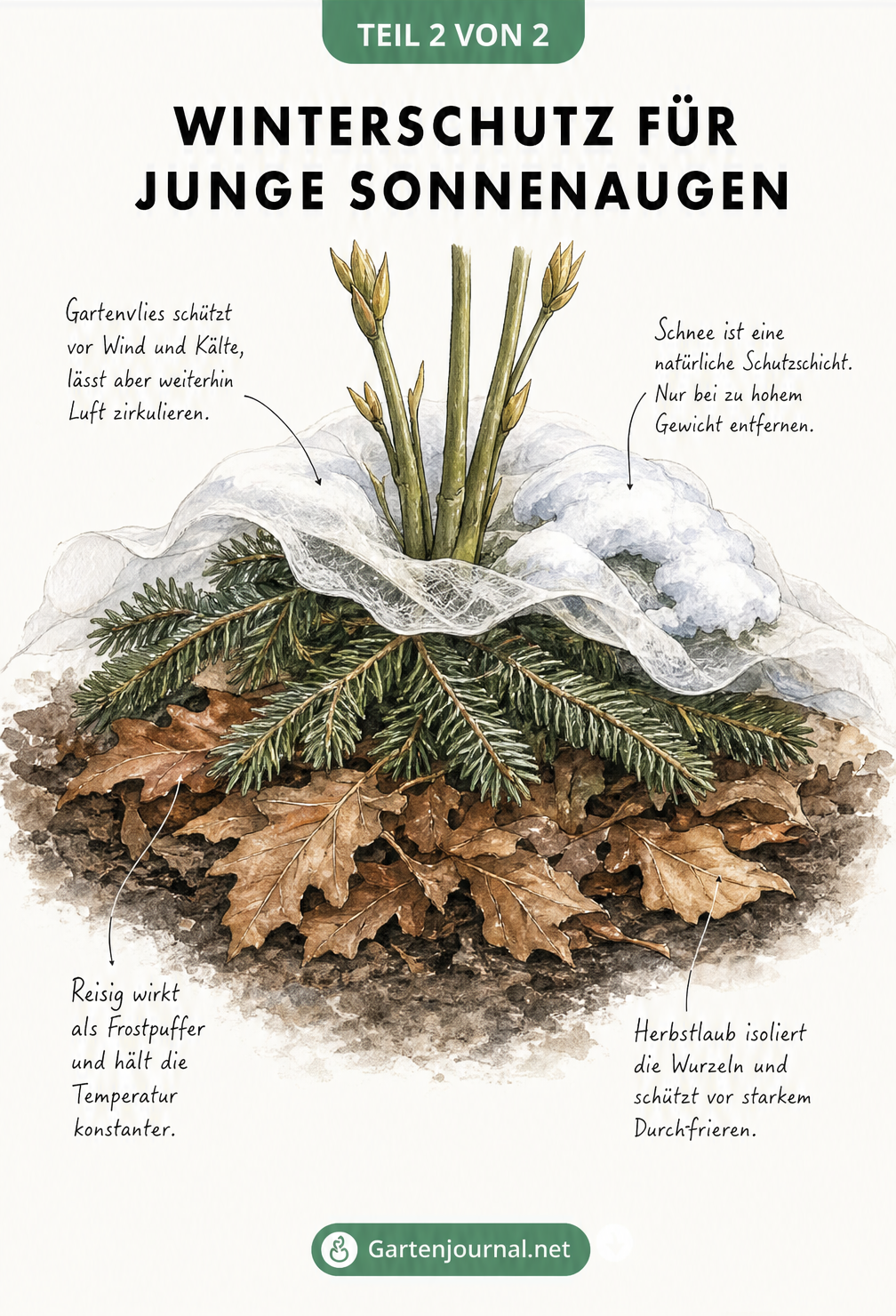 Illustration einer jungen Sonnenauge-Staude mit Winterschutz aus Herbstlaub, Reisig, Gartenvlies und Schnee