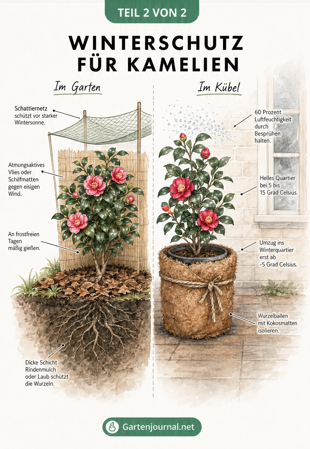 Schnittzeichnung einer Kamelie im Gartenboden und im Pflanzkübel mit Winterschutz-Maßnahmen