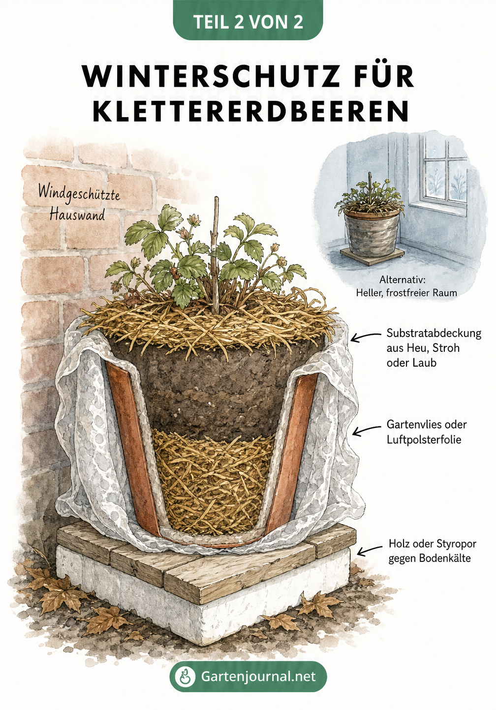 Schnittdarstellung eines bepflanzten Kübels mit Klettererdbeeren, der mit Styropor, Gartenvlies und Laub gegen Frost isoliert ist.
