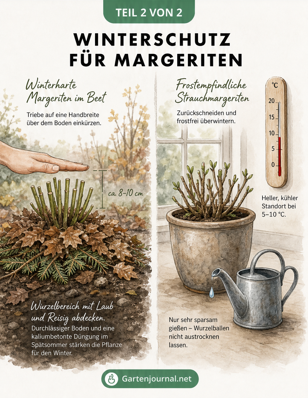 Zweigeteilte Illustration: Winterharte Margerite im Gartenbeet mit Laubabdeckung und frostempfindliche Strauchmargerite im kühlen Innenraum