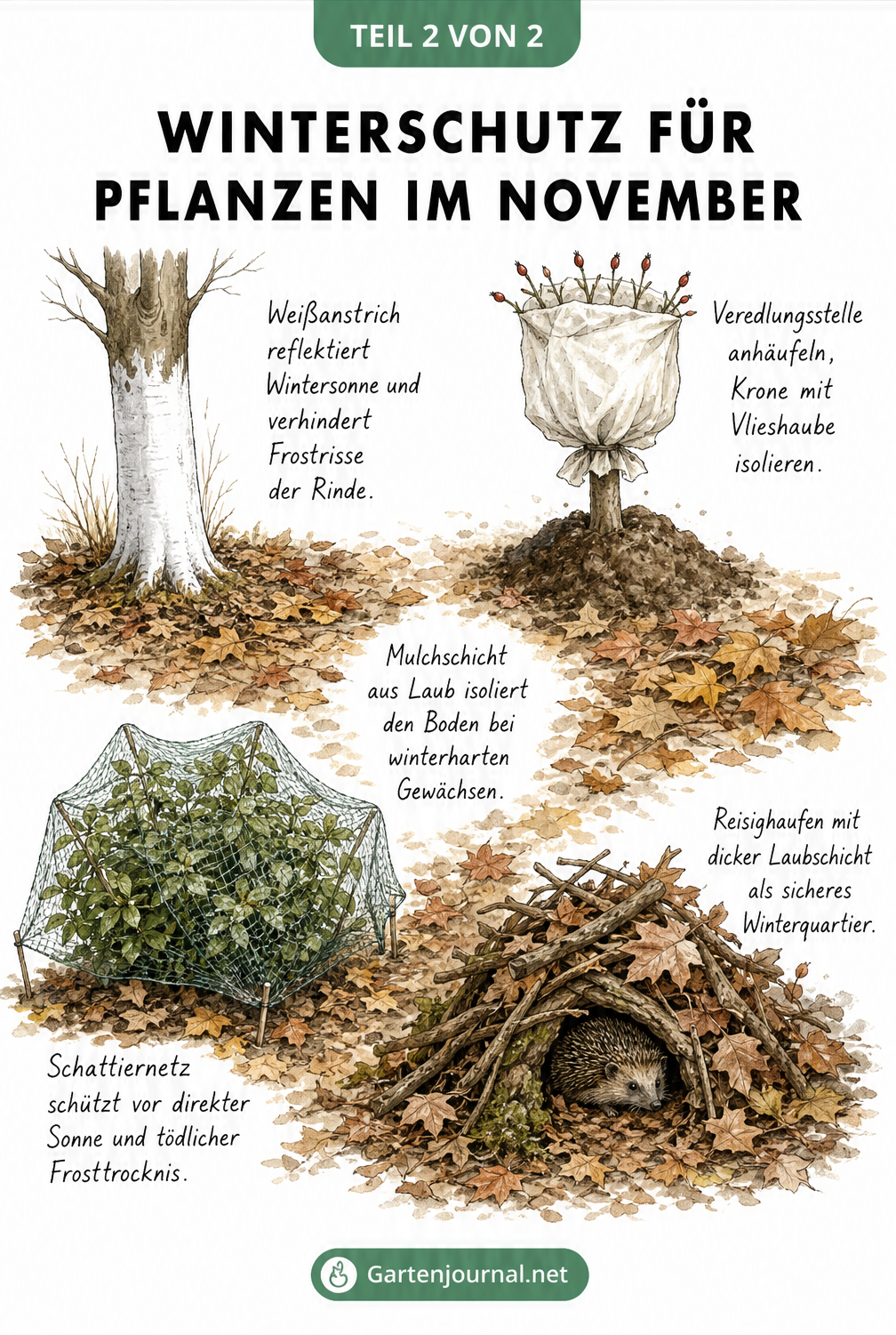 Botanische Illustration verschiedener Winterschutzmaßnahmen für Pflanzen wie Weißanstrich, Vlieshaube, Schattiernetz und ein Reisighaufen für Igel