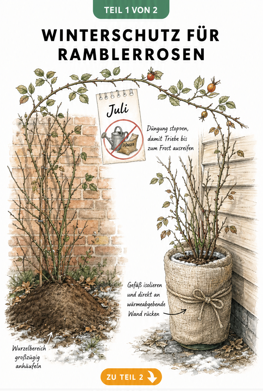 Illustration zum Winterschutz von Ramblerrosen im Freiland und im Kübel an einer Hauswand