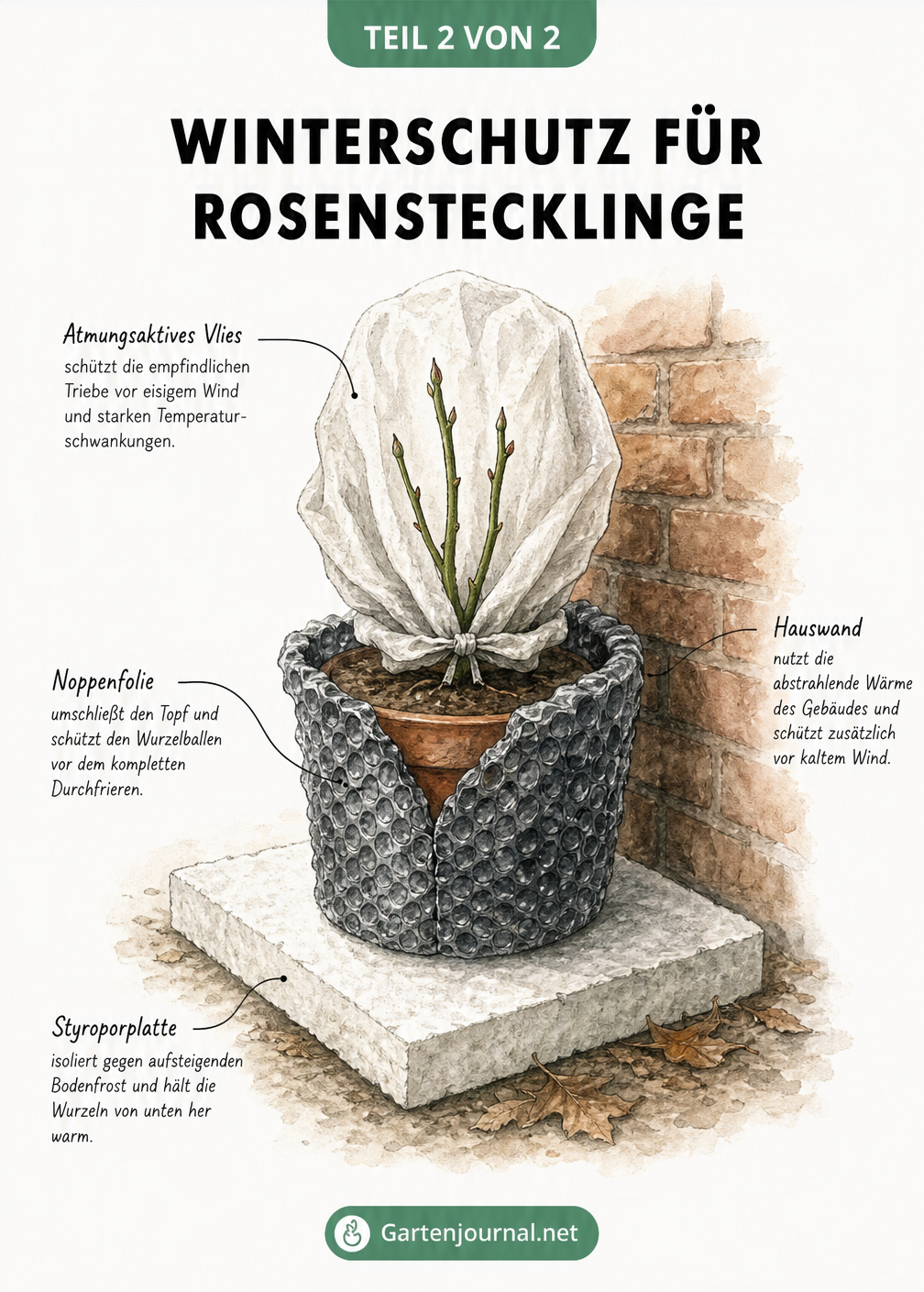 Botanische Risszeichnung eines eingetopften Rosenstecklings mit Winterschutz aus Styropor, Noppenfolie und Vlies