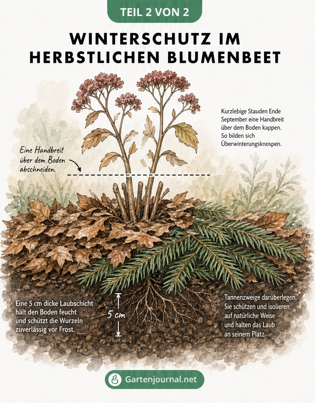 Aquarell-Zeichnung einer Staude mit Winterschutz aus Herbstlaub und Tannenzweigen