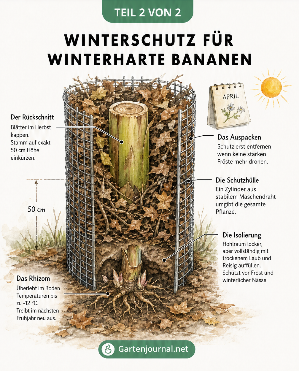 Querschnitt-Zeichnung eines Winterschutzes für winterharte Bananen mit Maschendraht, Laub und Reisig