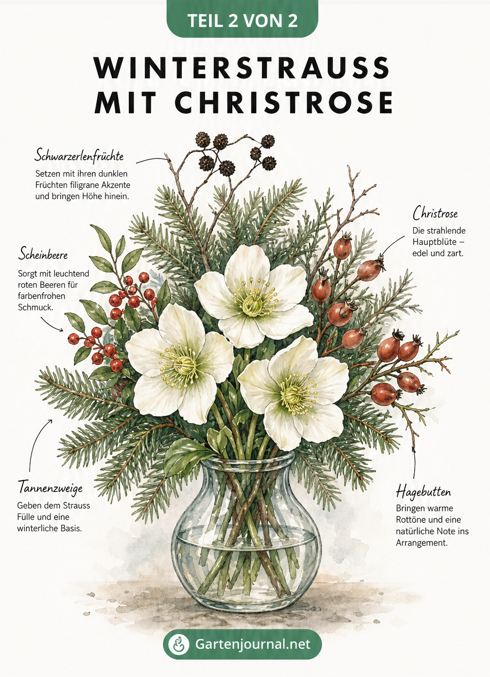 Illustration eines Winterstraußes in einer Glasvase mit Christrosen, Scheinbeere, Hagebutten, Tannenzweigen und Schwarzerlenfrüchten