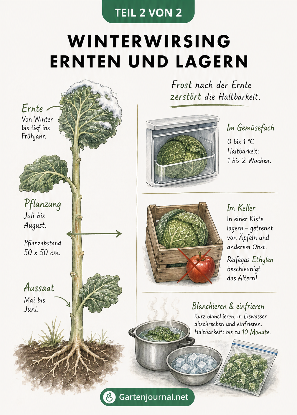 Illustration zur Ernte und Lagerung von Winterwirsing mit Zeitachse, Kühlschrank, Holzkiste und Einfrieren