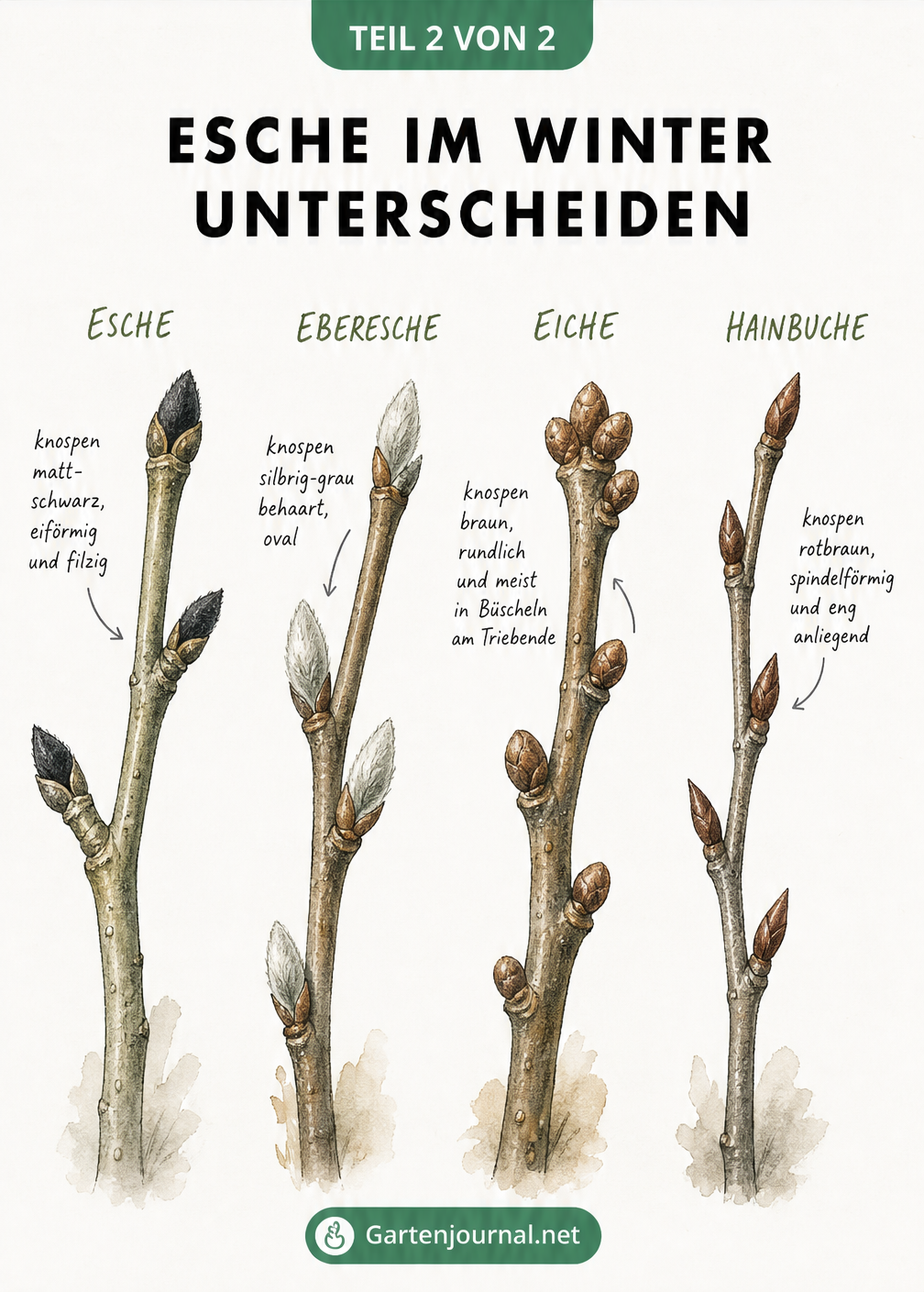 Vergleich von Winterzweigen: Esche, Eberesche, Eiche und Hainbuche mit Fokus auf die Knospen