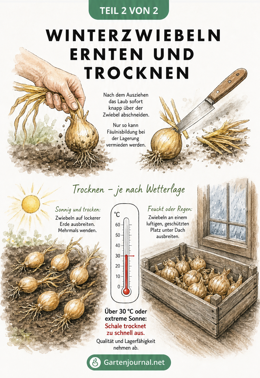 Illustration zur Ernte und Trocknung von Winterzwiebeln bei verschiedenen Wetterlagen