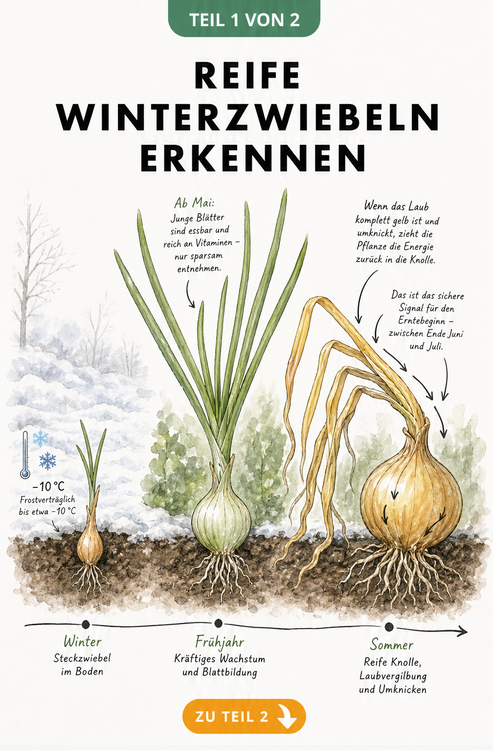 Illustration des Reifeprozesses von Winterzwiebeln im Querschnitt durch das Erdreich